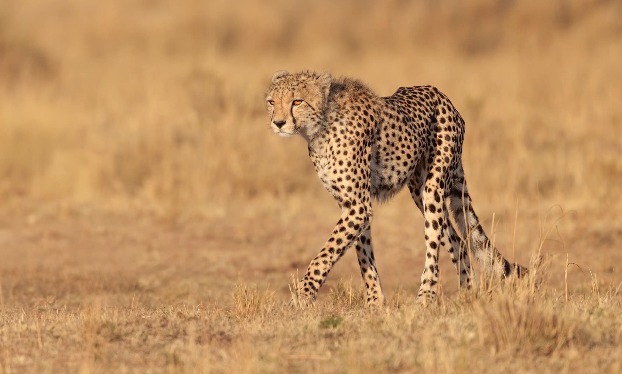 Wildlife in Serengeti National Park Tanzania